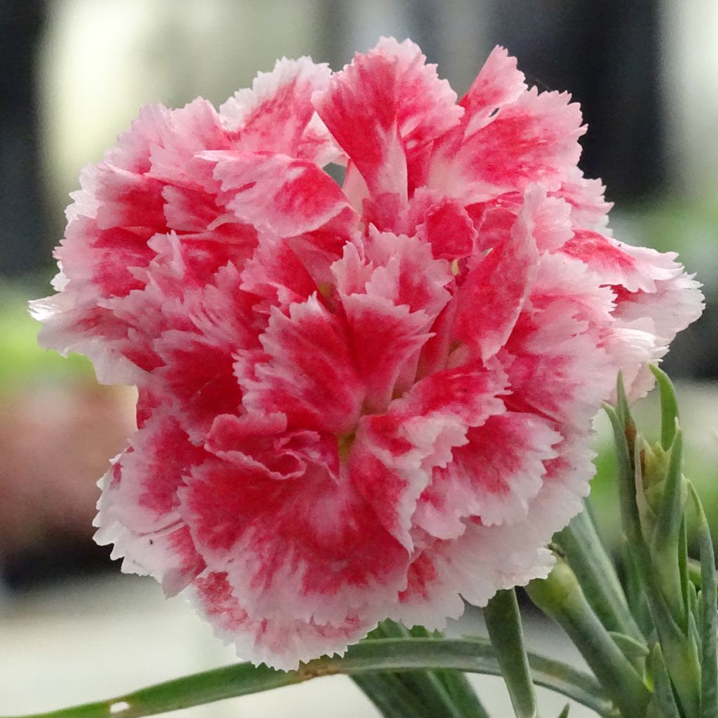 Clavel coronado Scent First Coral Reef - Dianthus plumarius
