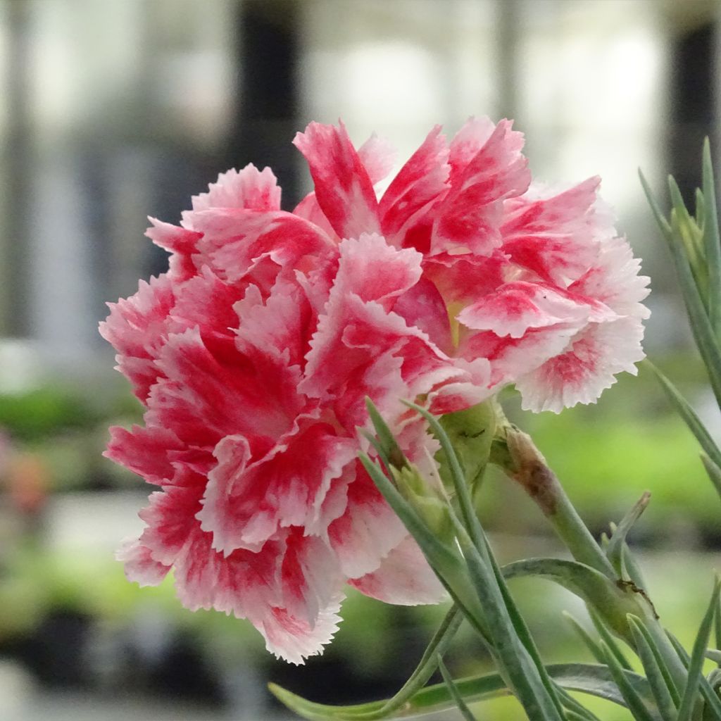 Clavel coronado Scent First Coral Reef - Dianthus plumarius