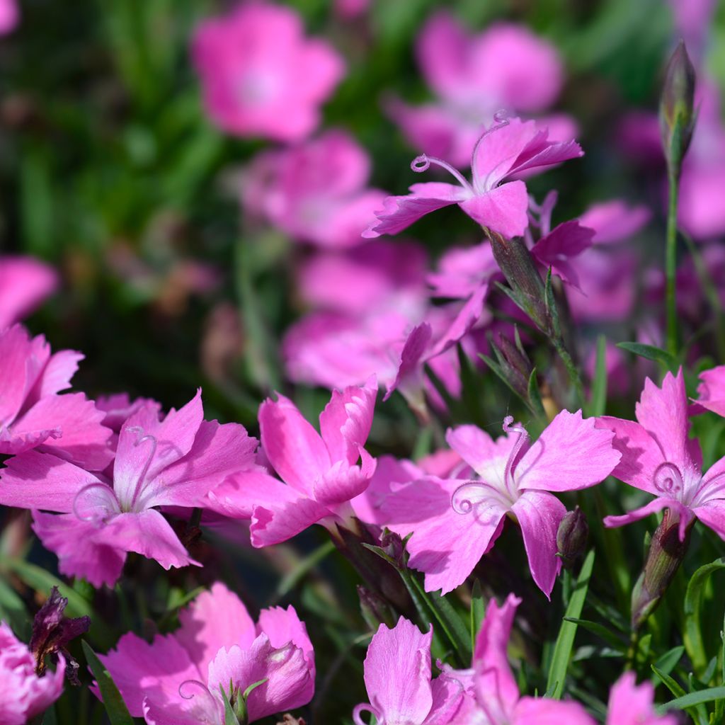 Clavel - Dianthus gratianopolitanus Kahori
