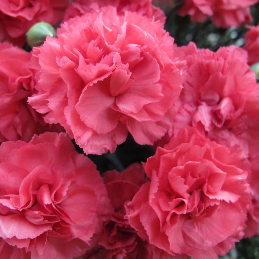 Dianthus plumarius Pretty Flamingo - Oeillet mignardise