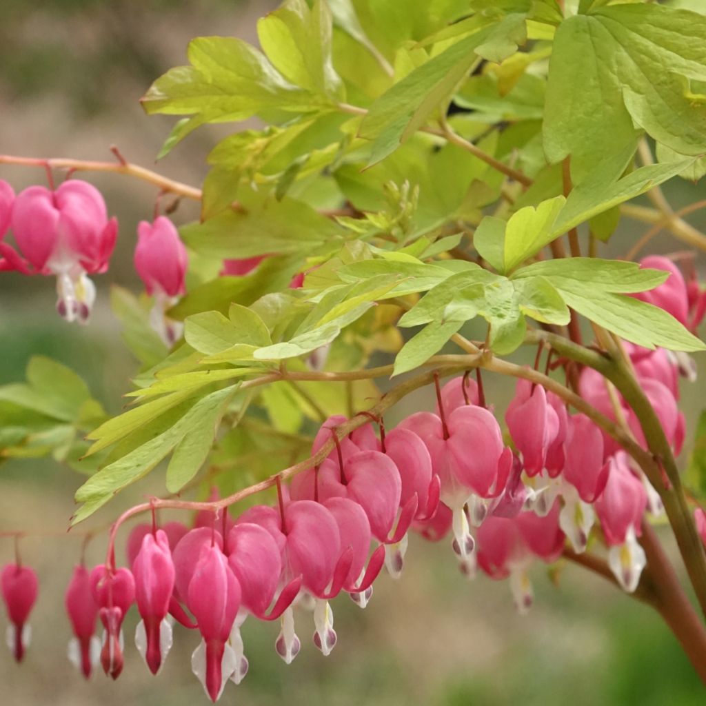 Dicentra spectabilis Yellow Leaf