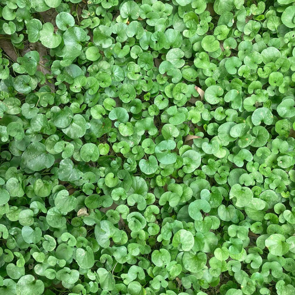 Semillas de césped Dichondra TURFLINE