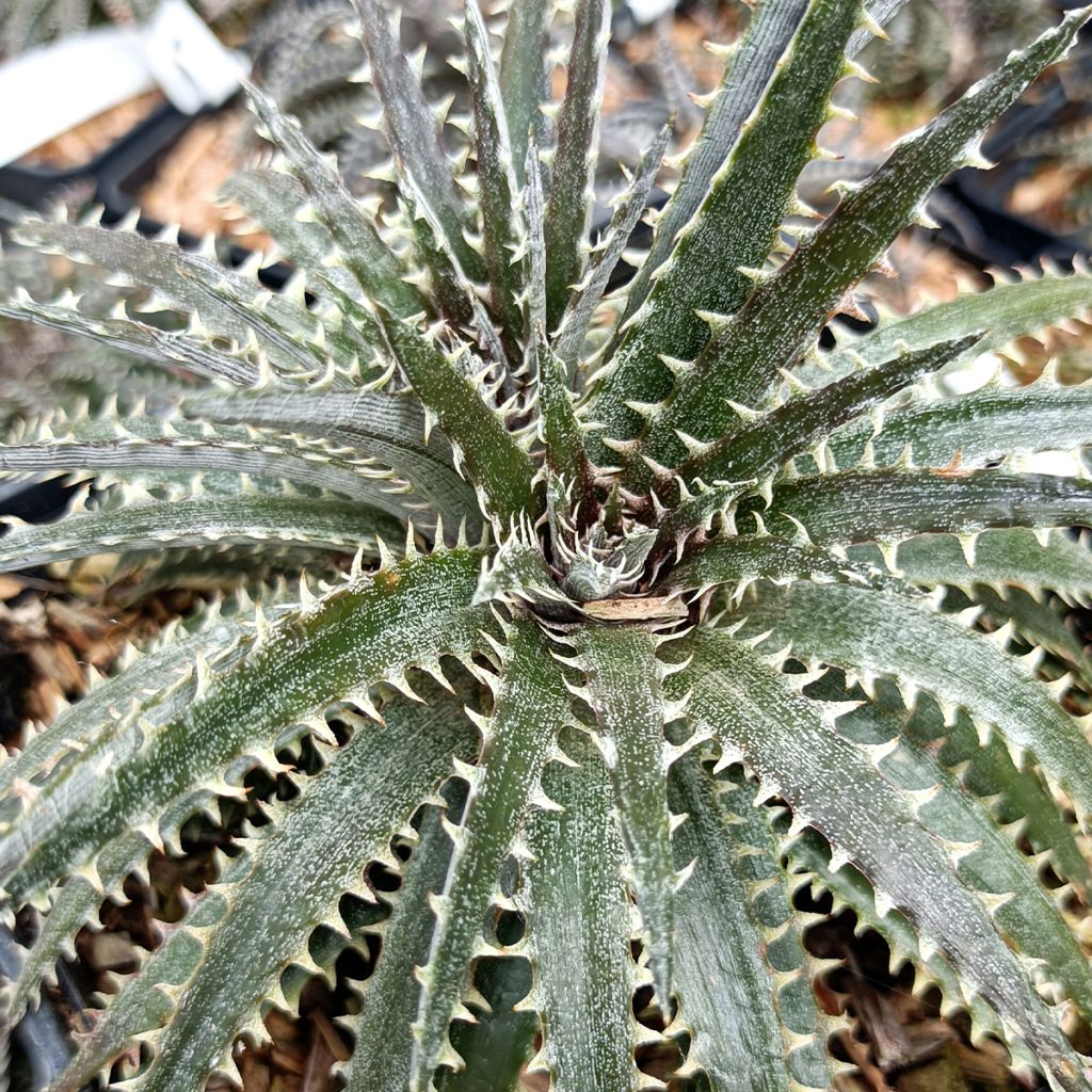 Dyckia Brittle Star - Hoja de Sierra