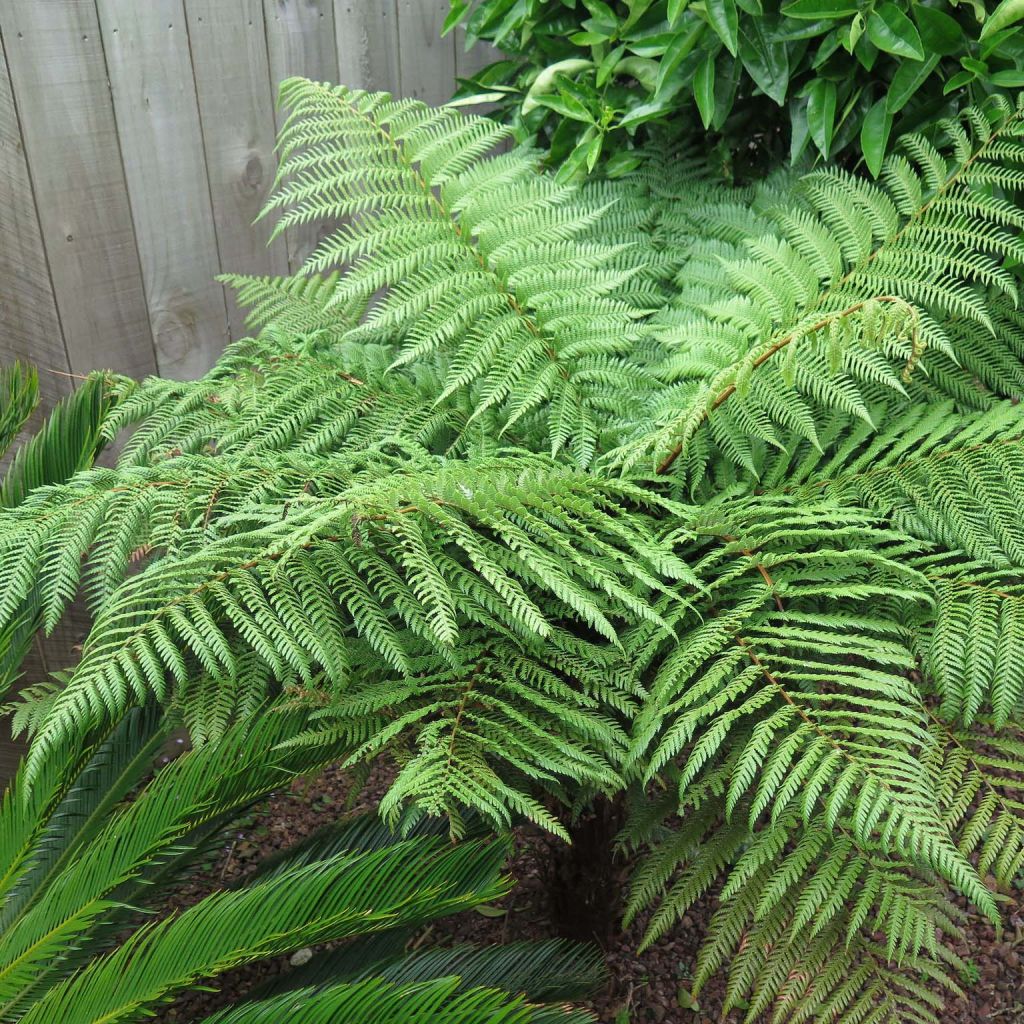 Dicksonia squarrosa - Helecho arborescente