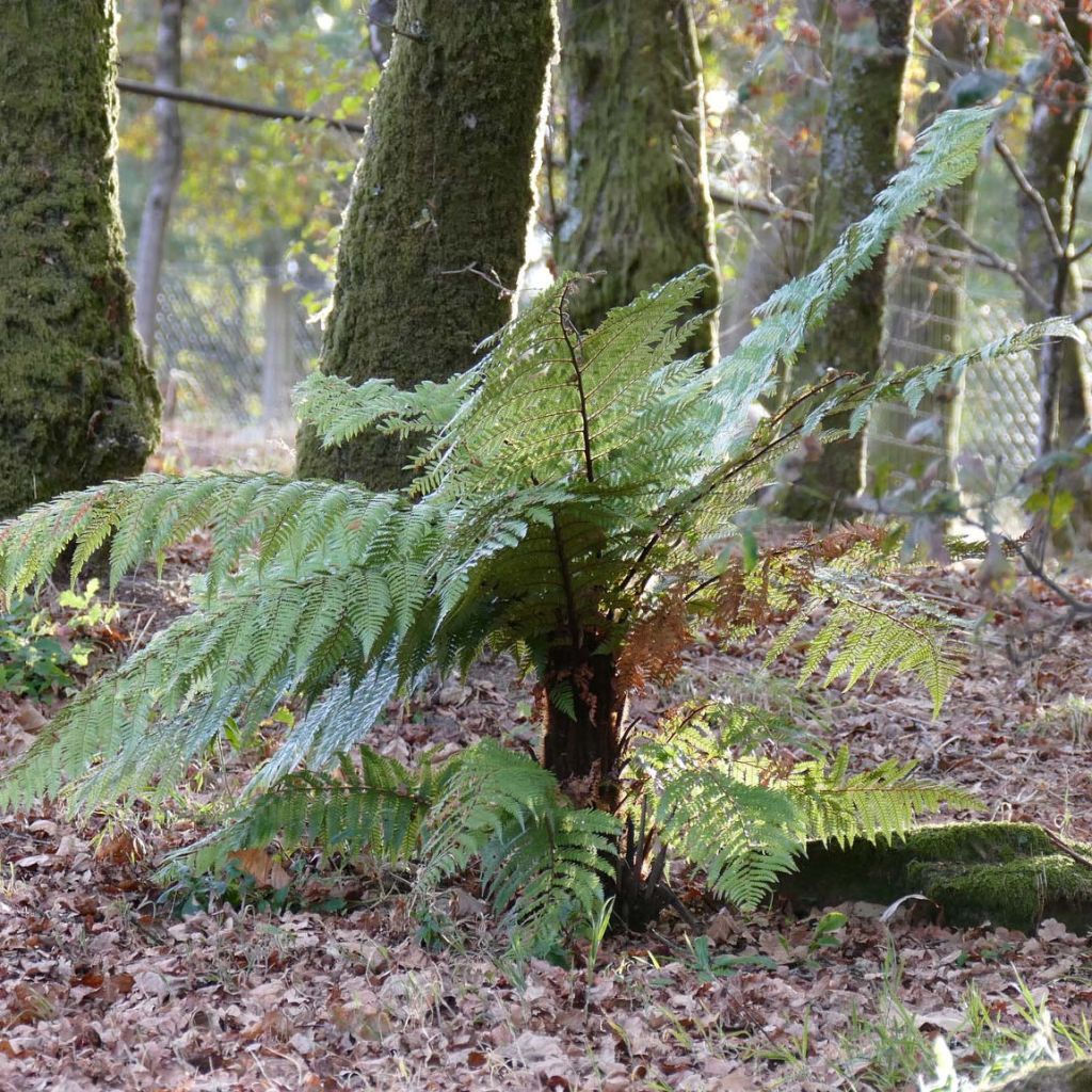 Dicksonia squarrosa - Helecho arborescente