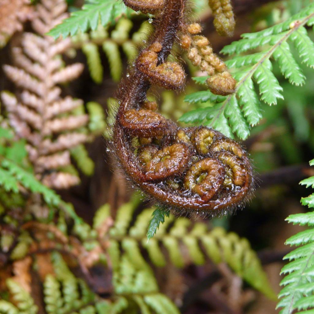 Dicksonia squarrosa - Helecho arborescente