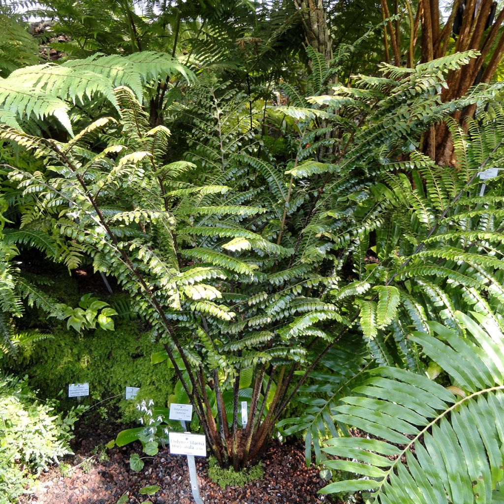 Didymochlaena truncatula - Helecho