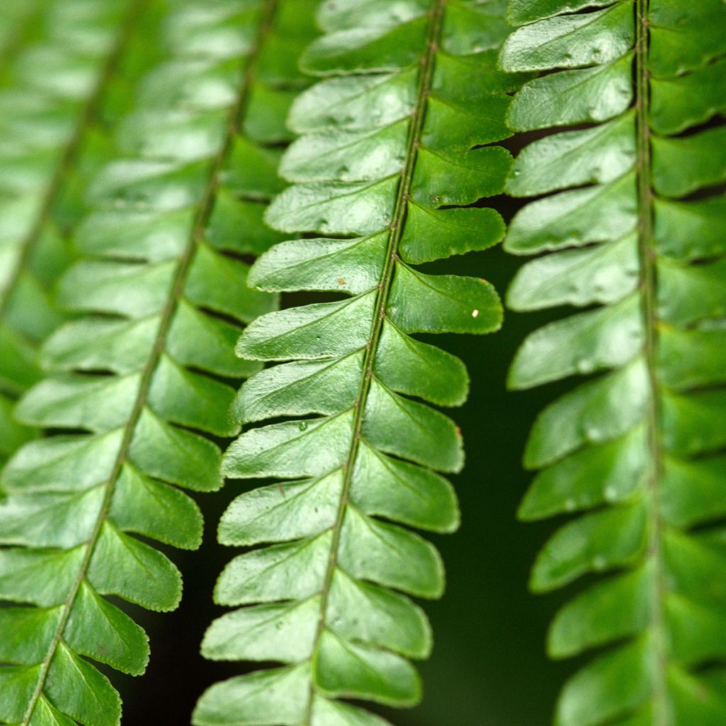 Didymochlaena truncatula - Helecho