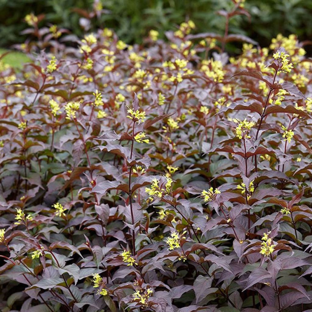 Diervilla rivularis Troja Black - Brezalillo