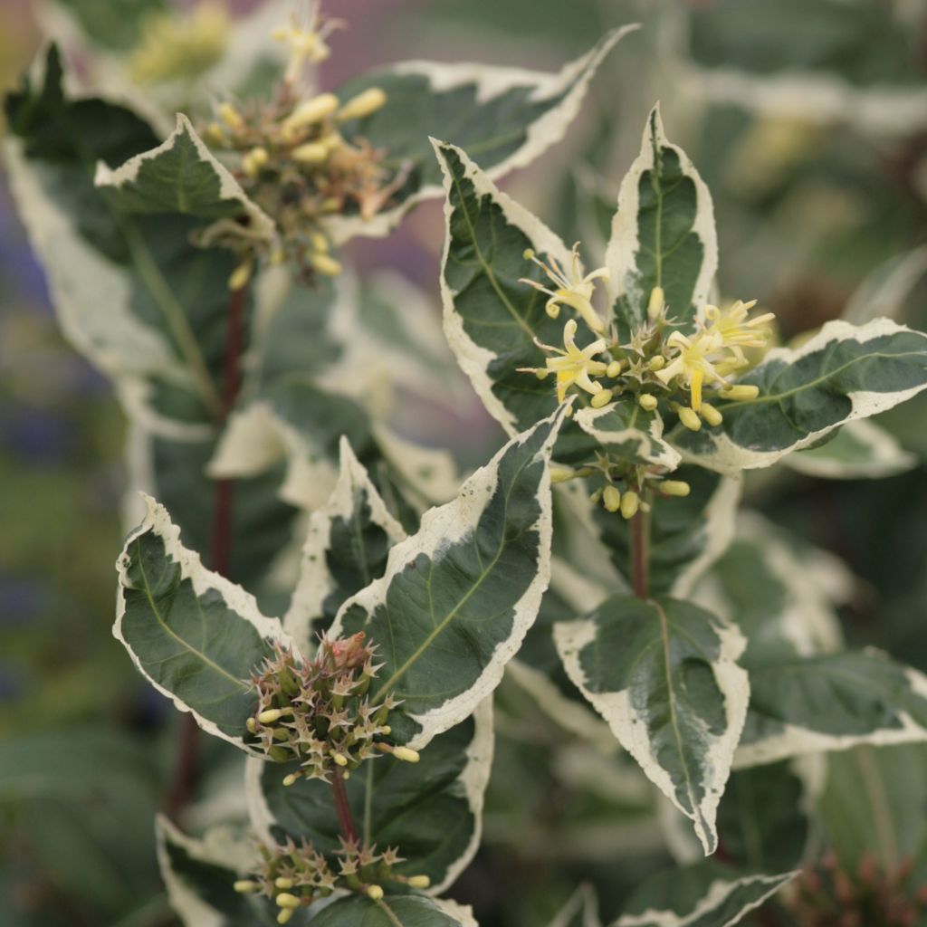 Diervilla sessilifolia Cool Splash - Brezalillo