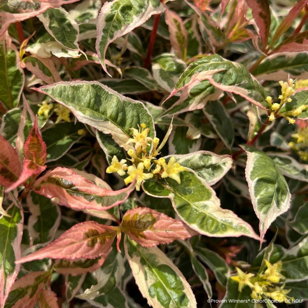 Diervilla Kodiak Mixx - Brezalillo