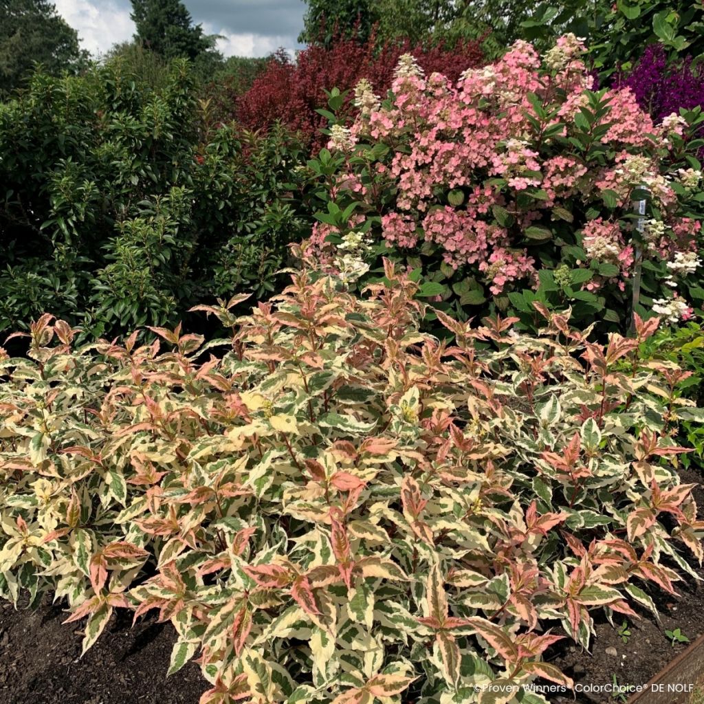 Diervilla Kodiak Mixx - Brezalillo