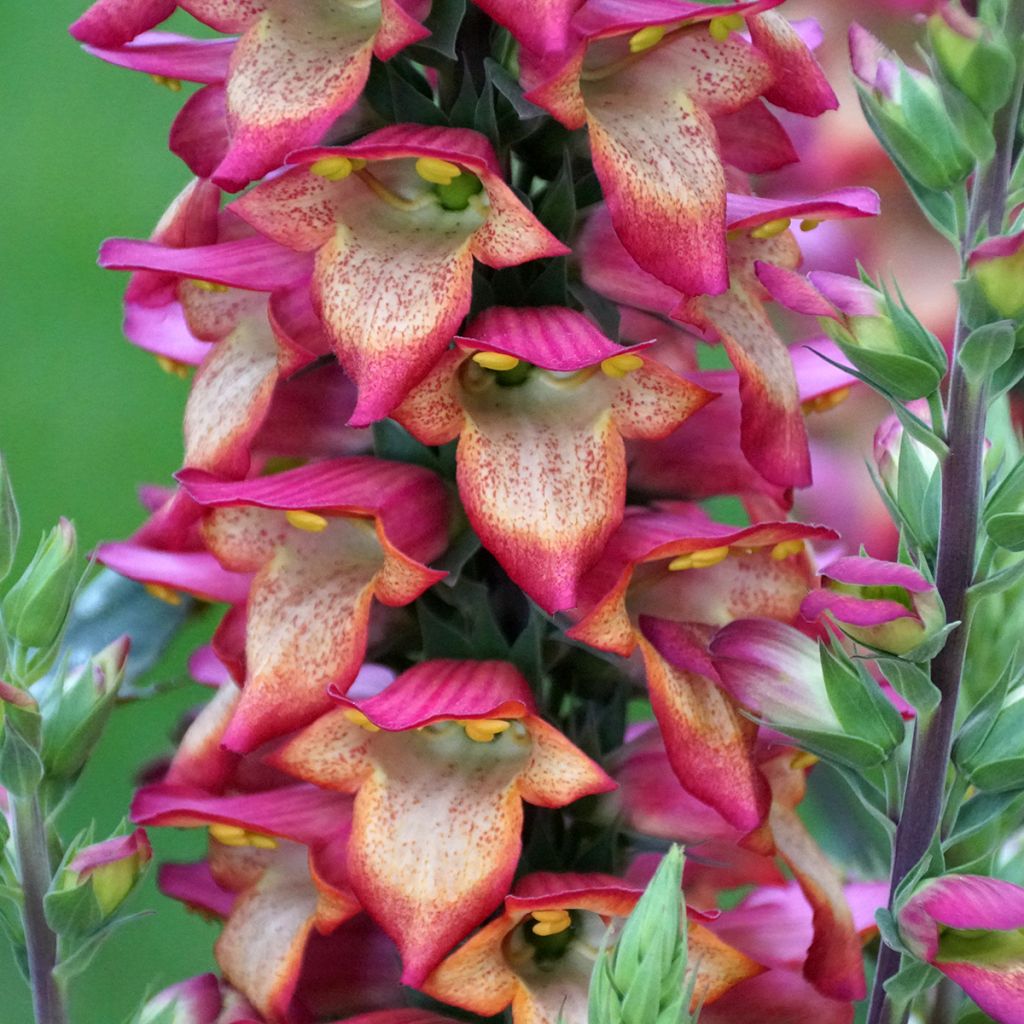 Digitalis Illumination Flame - Digital