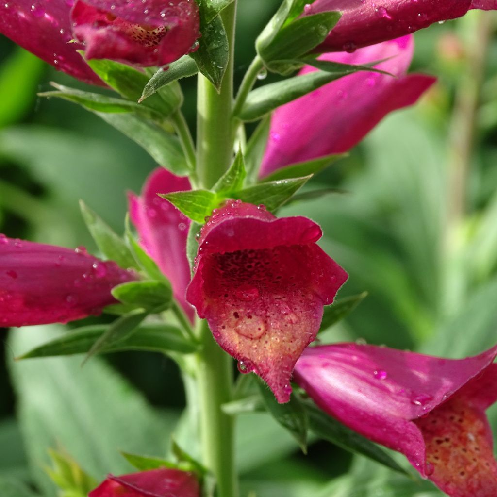 Digitalis Illumination Raspberry - Digital
