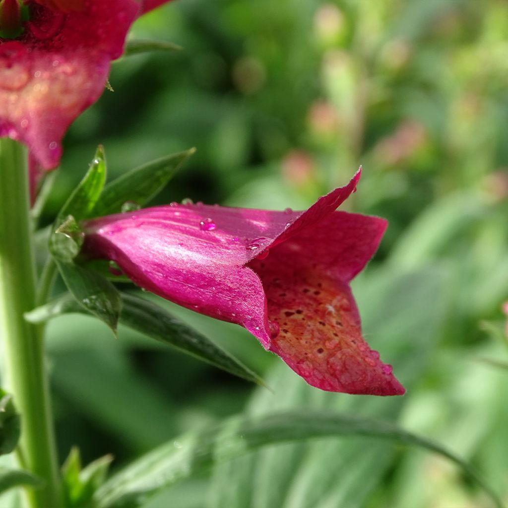 Digitalis Illumination Raspberry - Digital