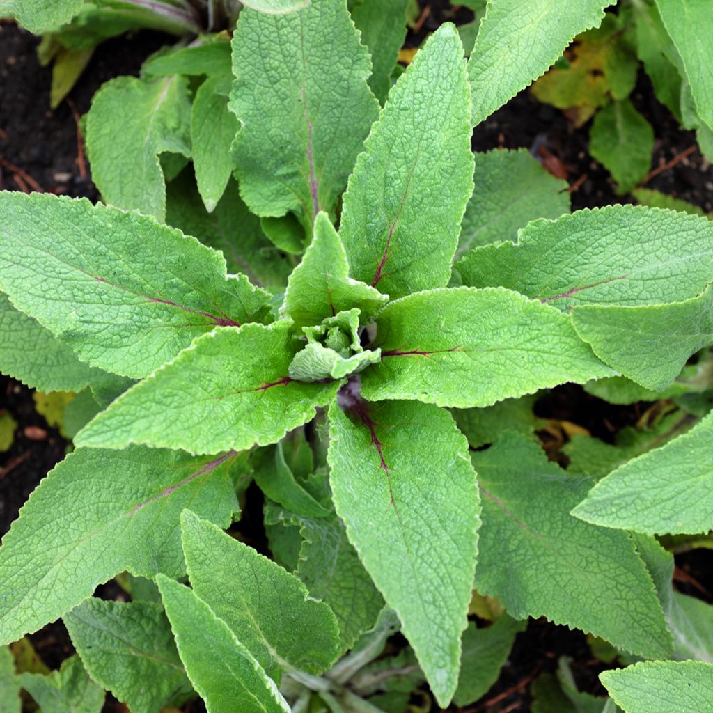 Digitalis purpurea Monstrosa