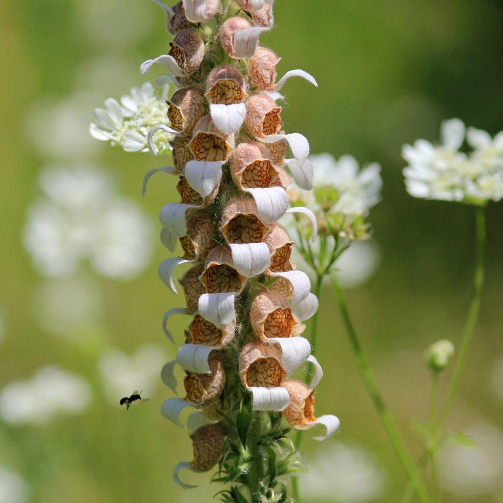 Digitalis lanata - Dedalera lana