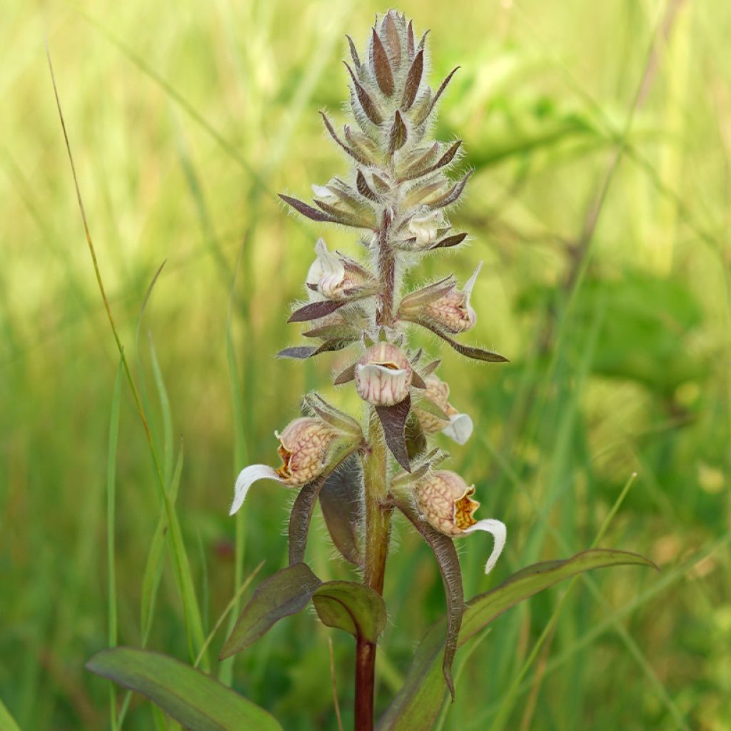 Digitalis lanata - Dedalera lana