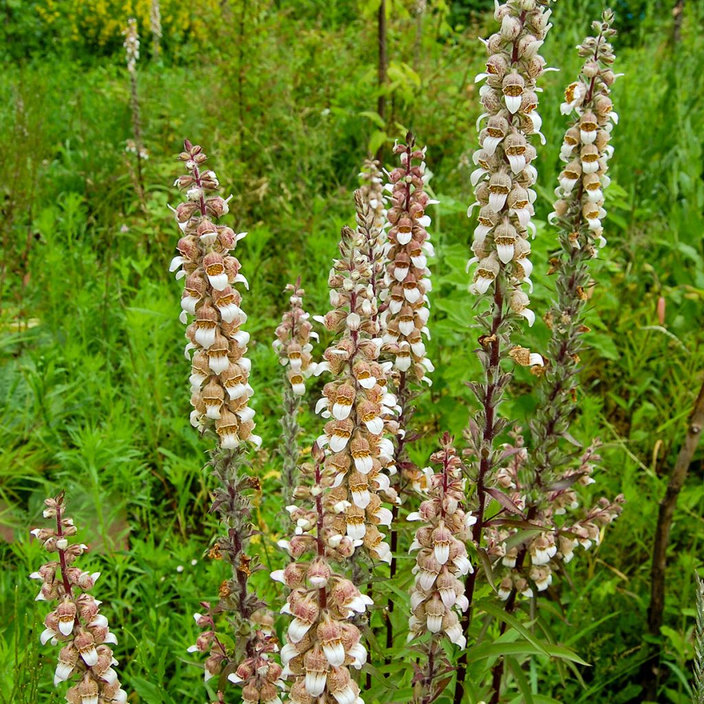 Digitalis lanata - Dedalera lana