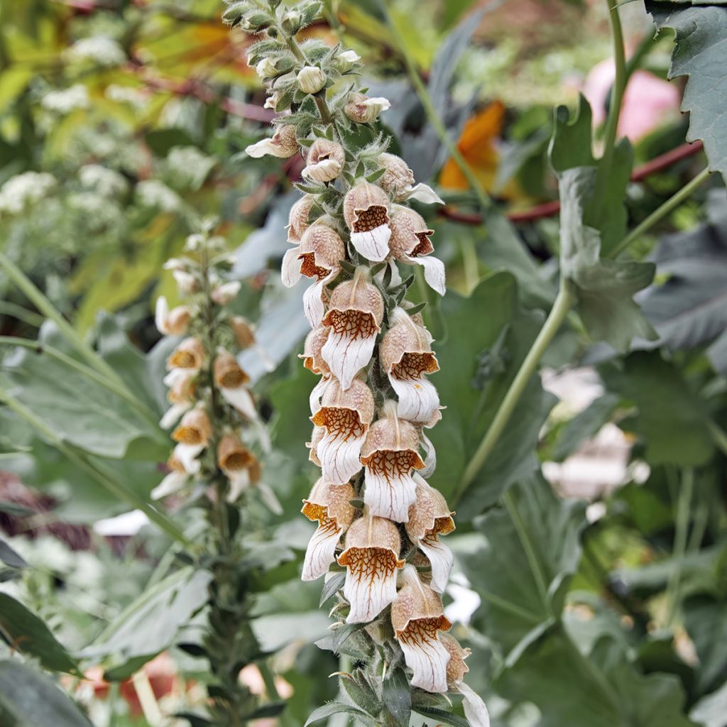 Digitalis lanata - Dedalera lana