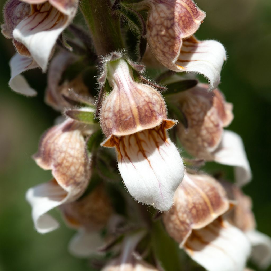 Digitalis lanata - Dedalera lana