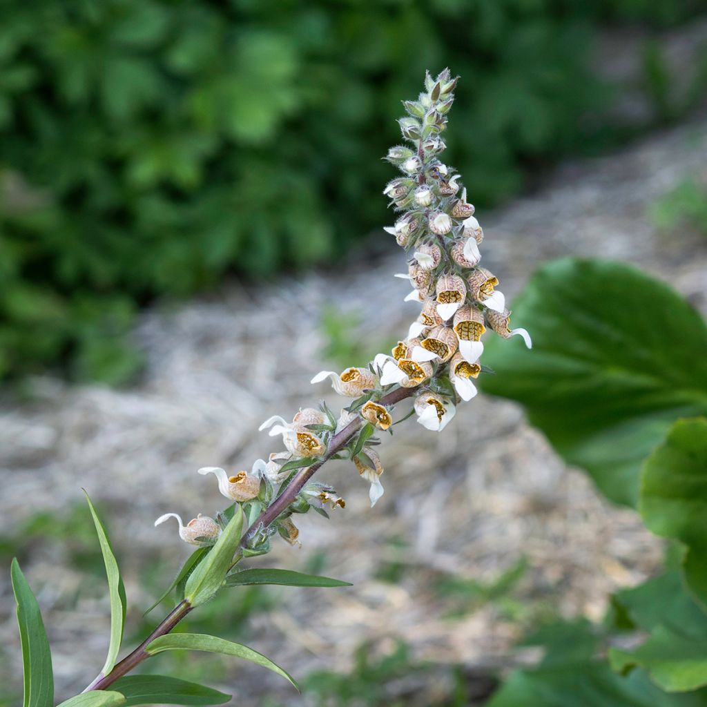 Digitalis lanata - Dedalera lana