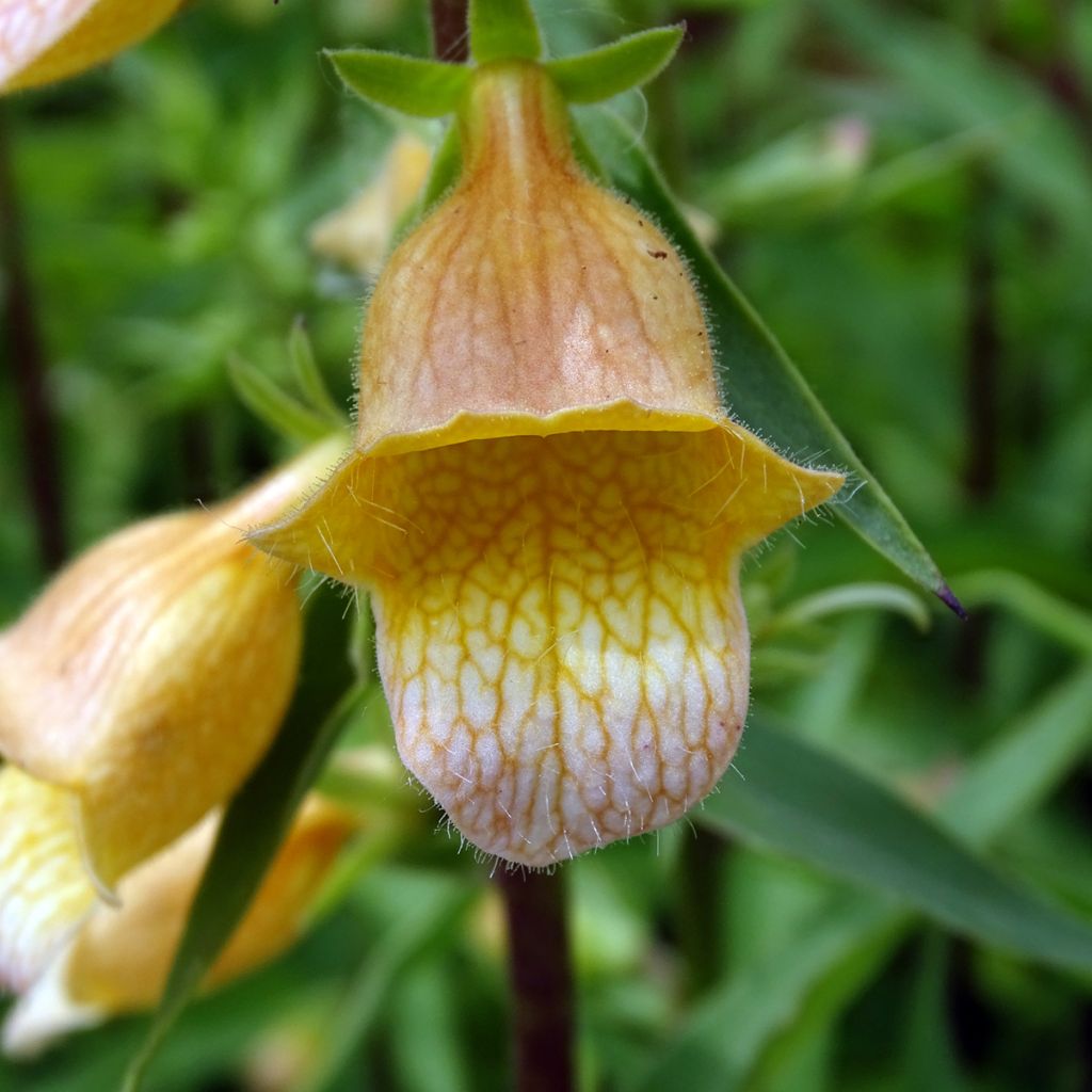 Digitalis Spice Island - Digitale