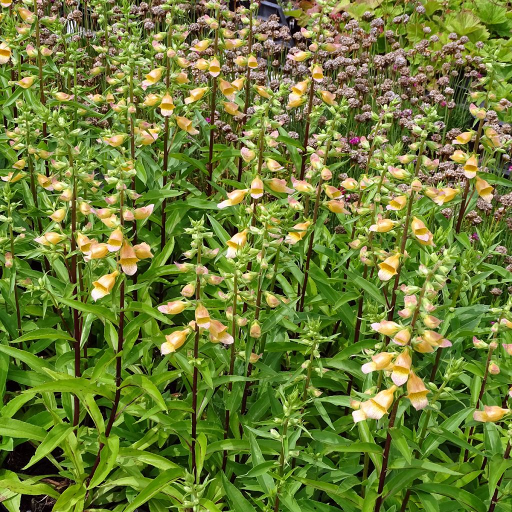 Digitalis Spice Island - Digitale
