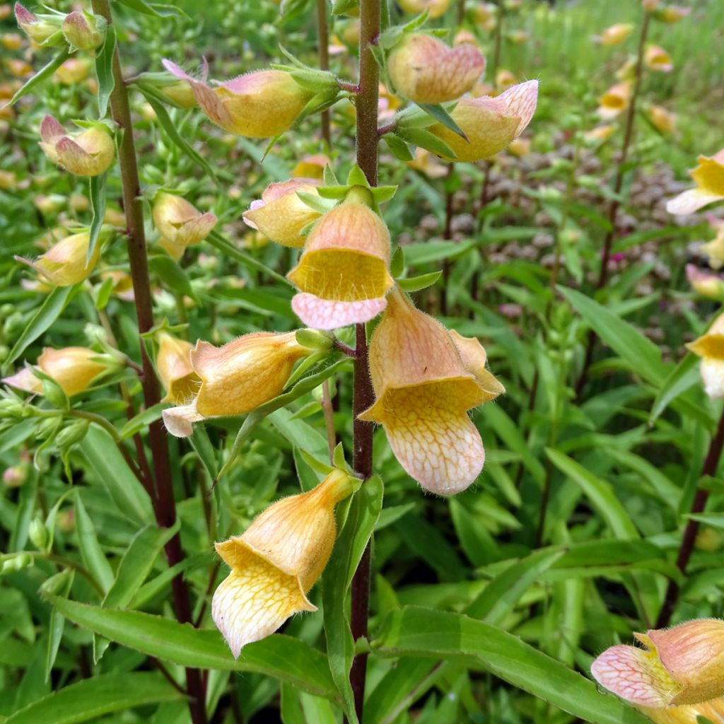 Digitalis Spice Island - Digitale