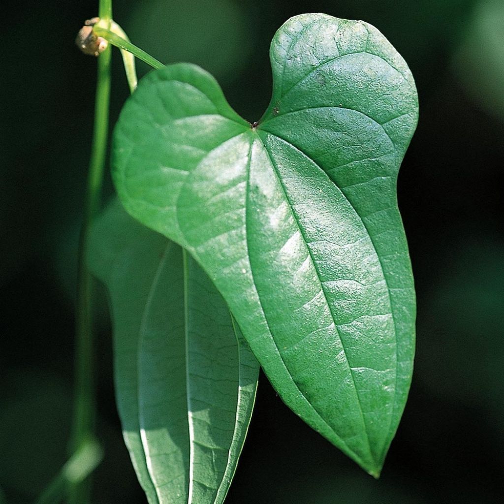 Igname de chine - Dioscorea batatas