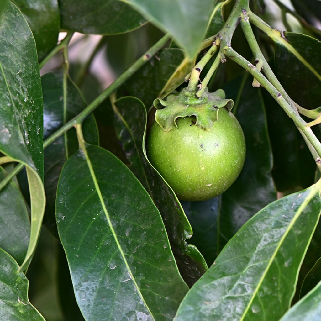 Zapote negro - Diospyros digyna