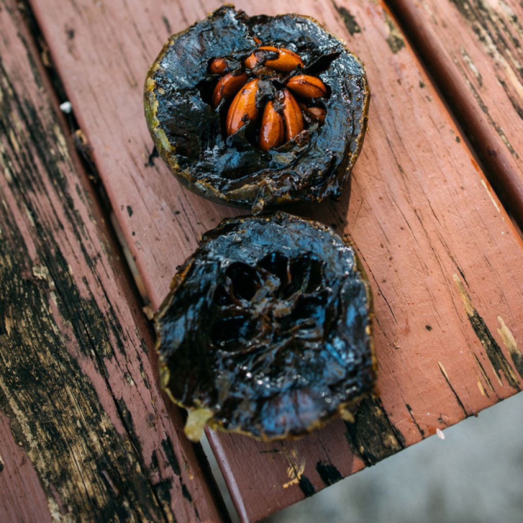 Zapote negro - Diospyros digyna