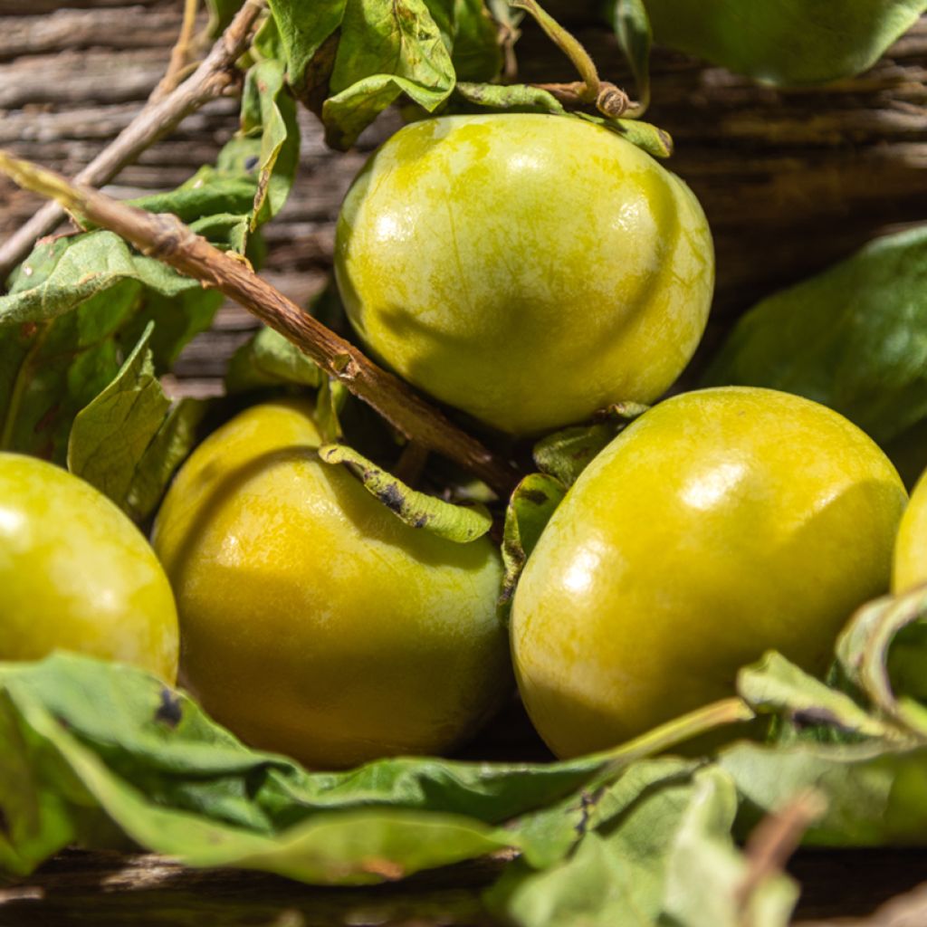 Zapote negro - Diospyros digyna