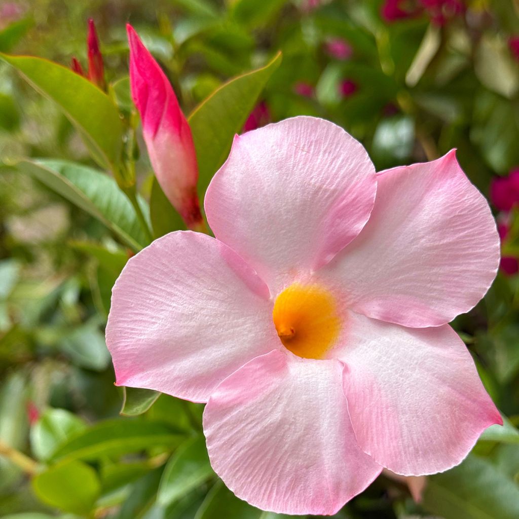 Dipladenia Diamantina Tourmaline Pink - Mandevilla