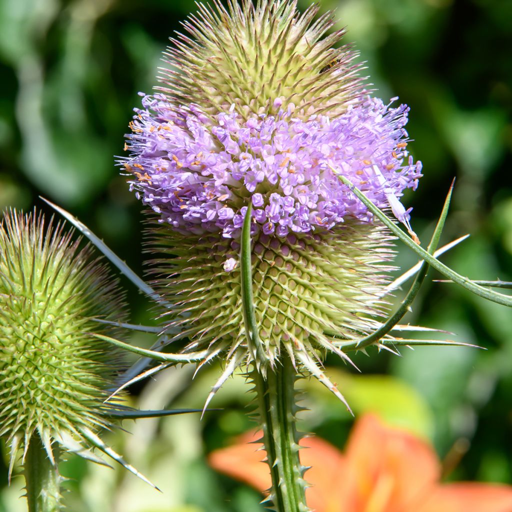 Dipsacus sylvestris (semillas BIO) - cardencha