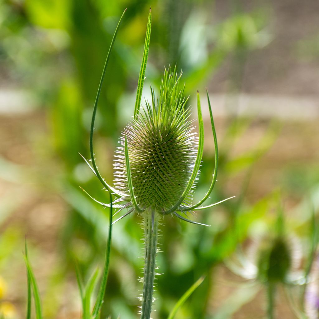 Dipsacus sylvestris (semillas BIO) - cardencha