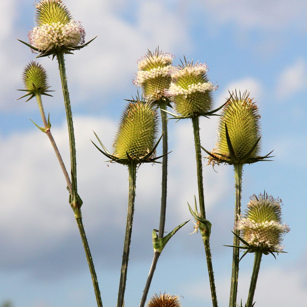 Dipsacus sylvestris (semillas BIO) - cardencha