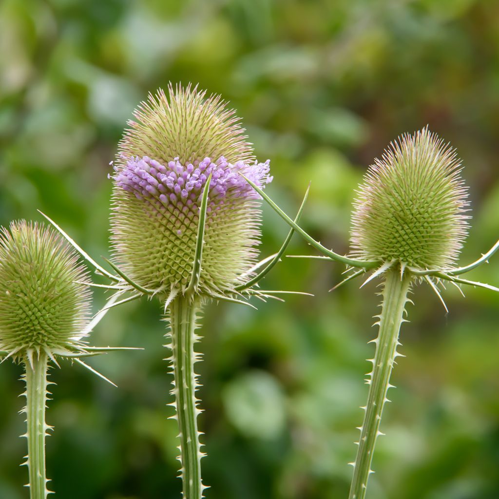 Dipsacus sylvestris (semillas BIO) - cardencha