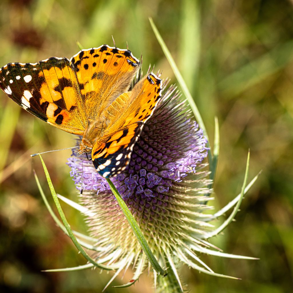 Dipsacus sylvestris (semillas BIO) - cardencha