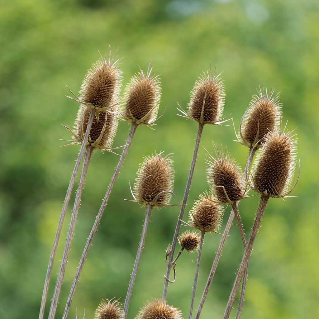 Dipsacus sylvestris (semillas BIO) - cardencha
