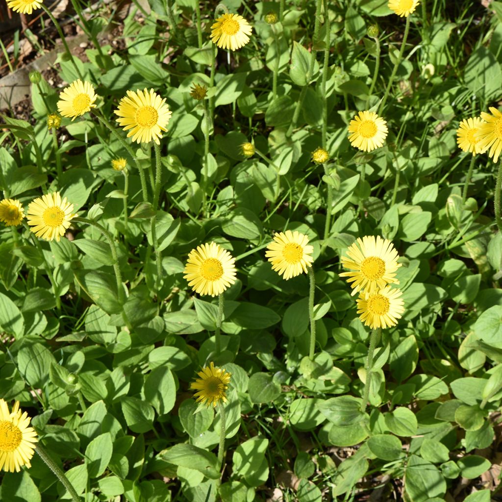 Doronicum plantagineum Excelsum