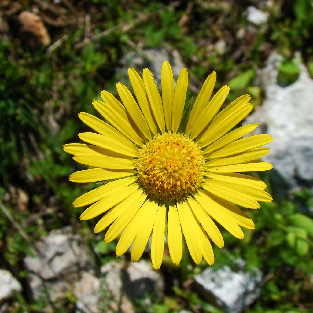 Doronicum plantagineum Excelsum