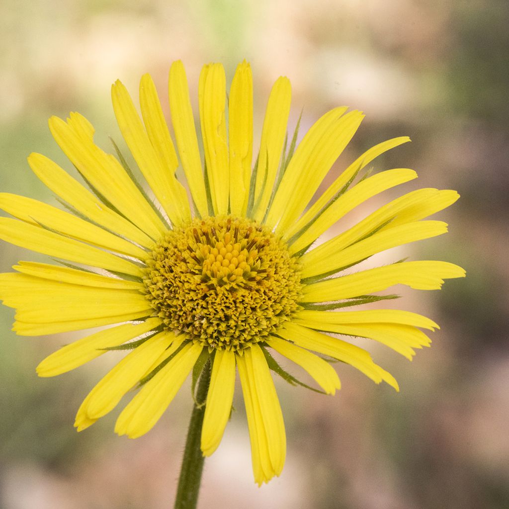 Doronicum plantagineum Excelsum