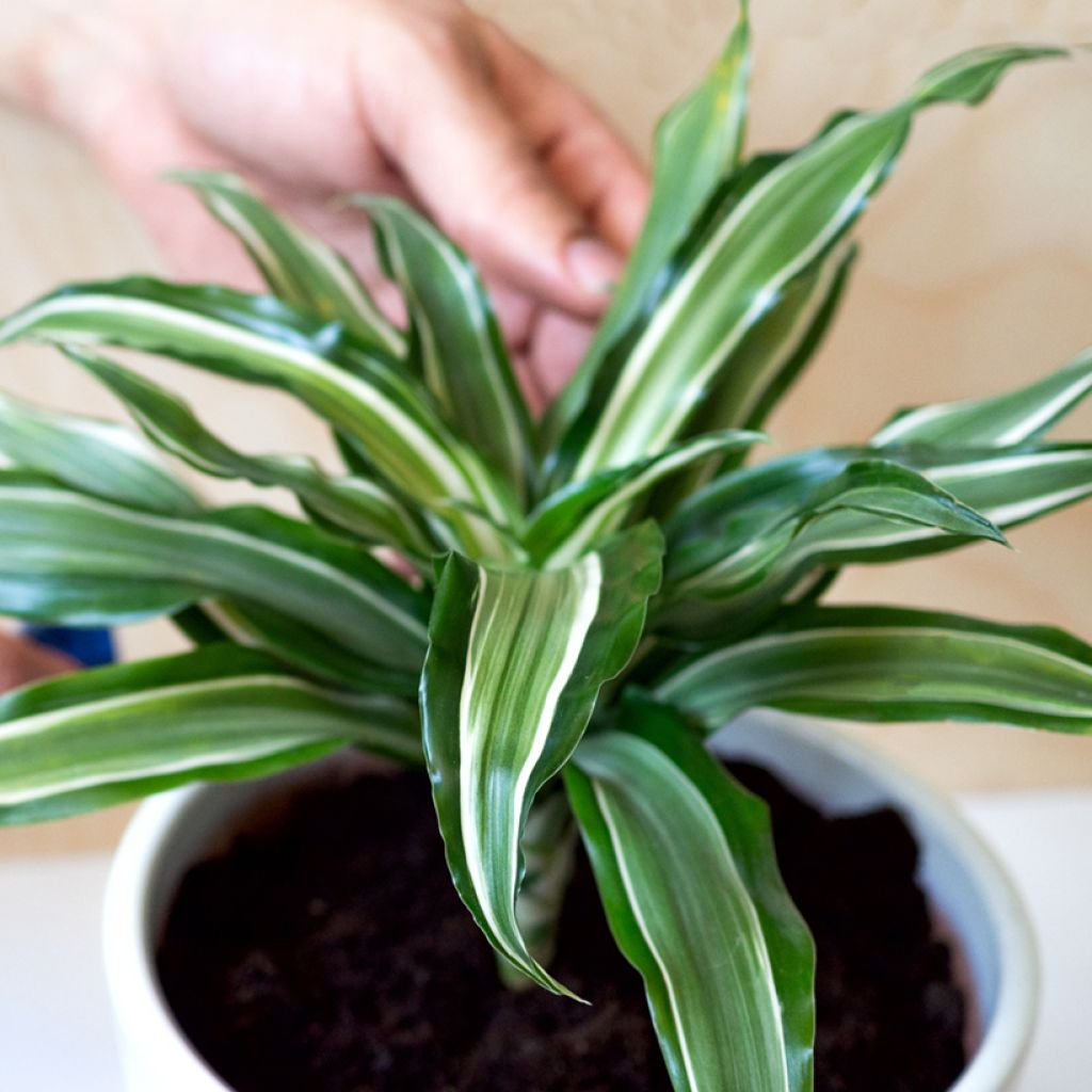 Dracaena Kanzi