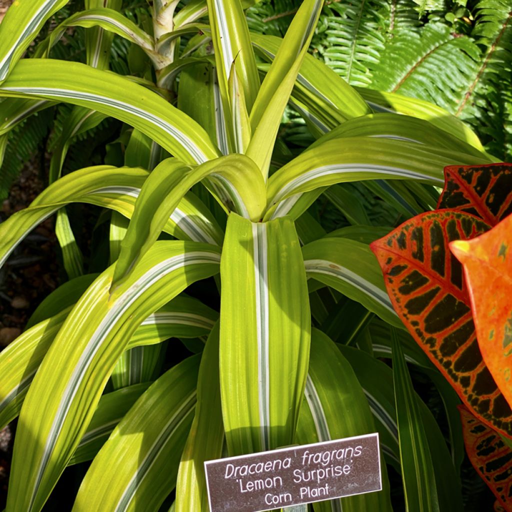 Dracaena Lemon Surprise