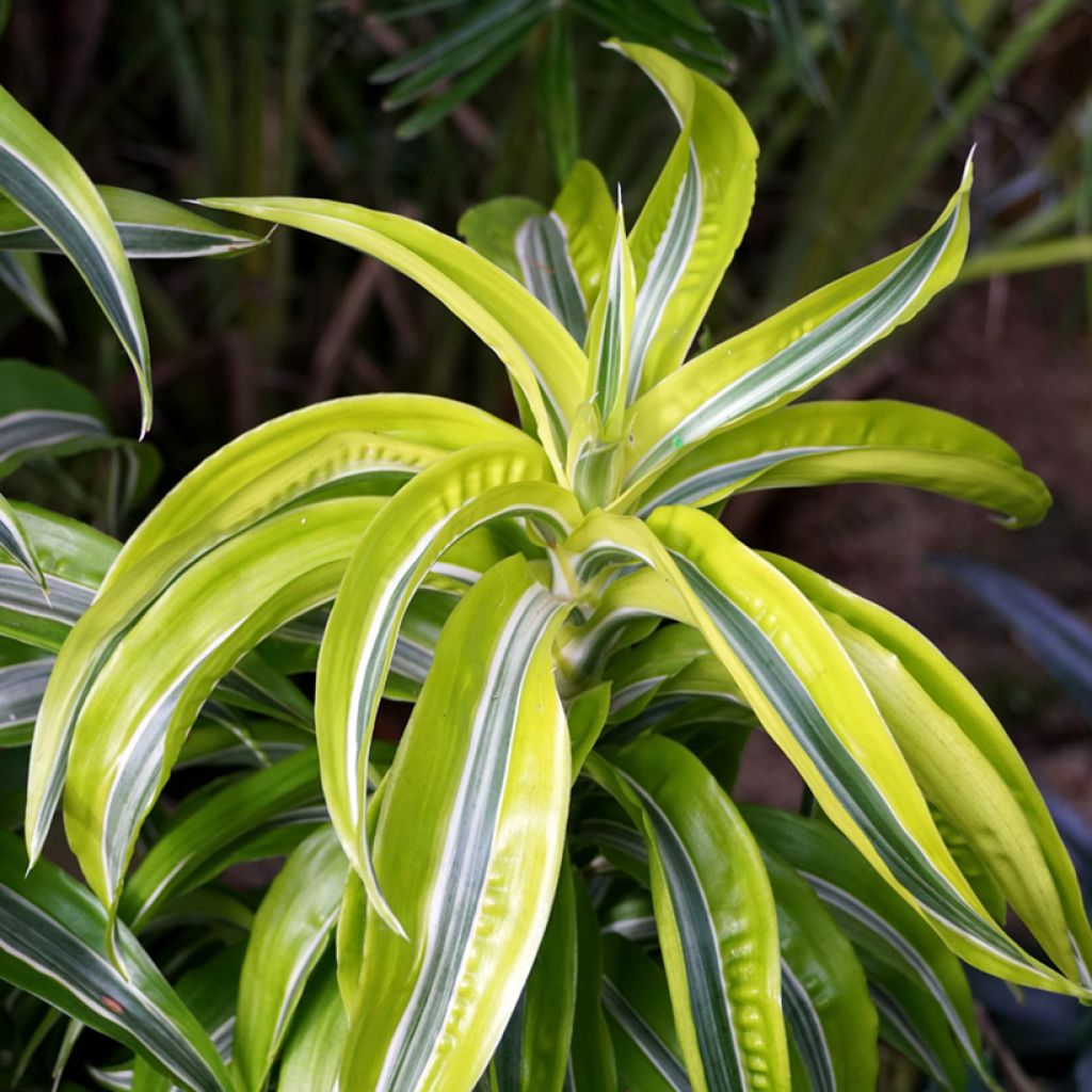 Dracaena Lemon Surprise