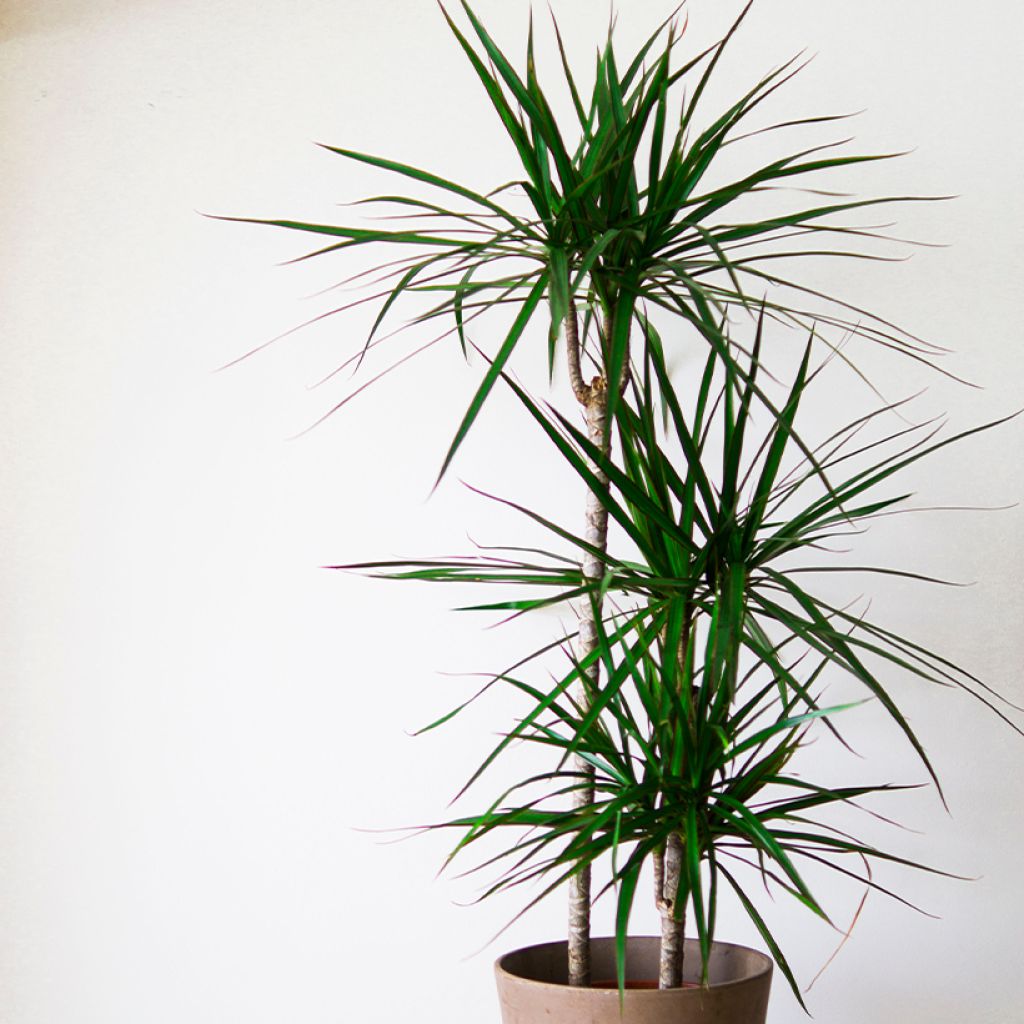 Dracaena marginata
