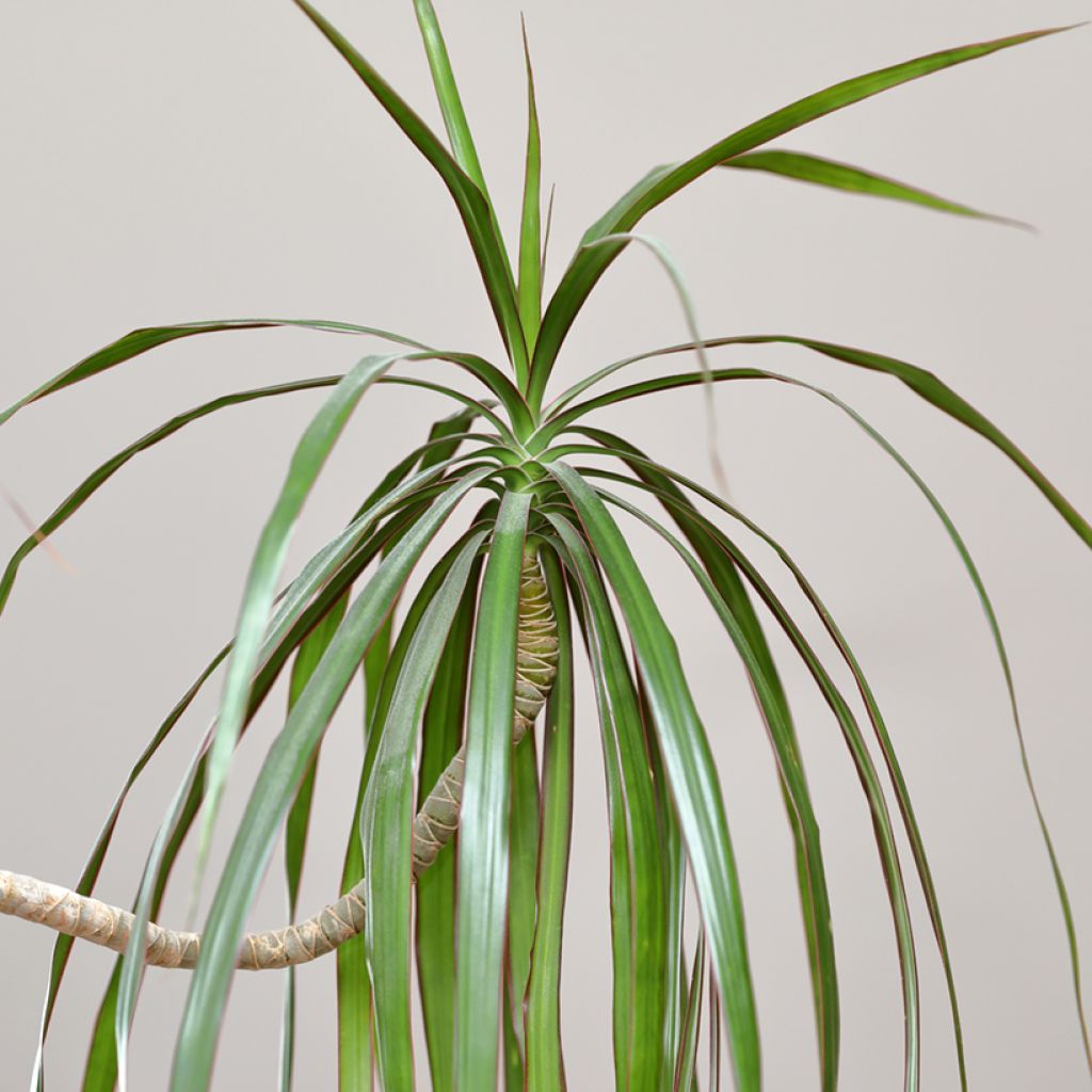 Dracaena marginata