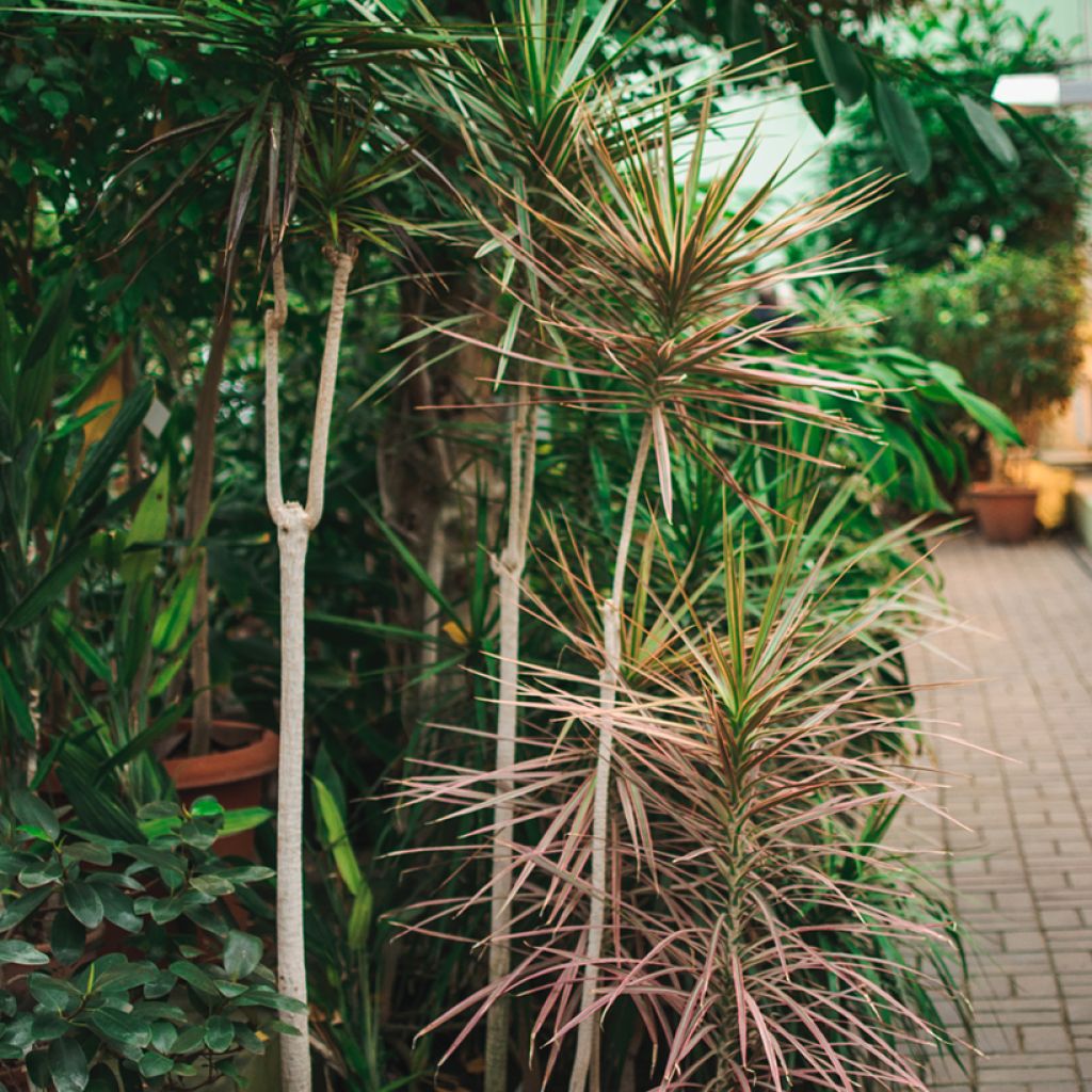 Dracaena marginata