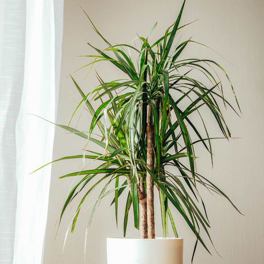 Dracaena marginata